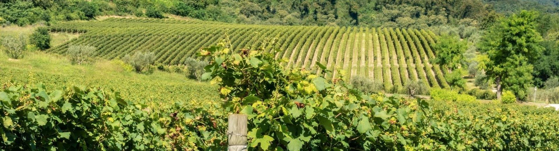 Degustazione Vini cantina | BW CTC Hotel Verona
